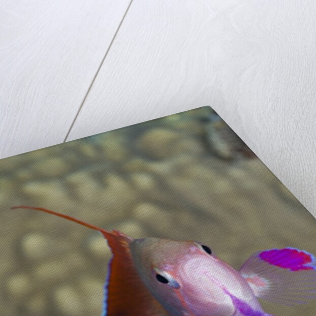 Lyretail Anthias (Pseudanthias squamipinnis) by Anonymous