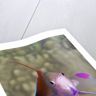 Lyretail Anthias (Pseudanthias squamipinnis) by Anonymous