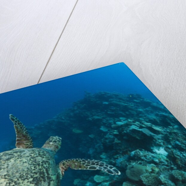 Hawksbill Turtle (Eretmochelys imbricata) by Anonymous