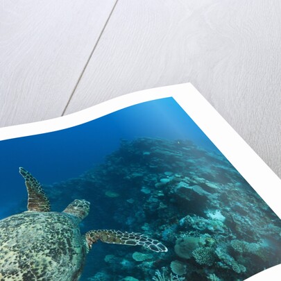 Hawksbill Turtle (Eretmochelys imbricata) by Anonymous