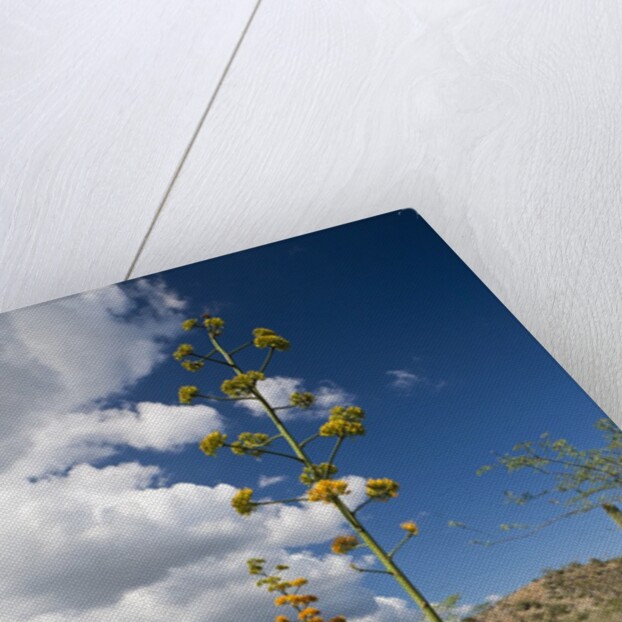 Agave in flower by Anonymous