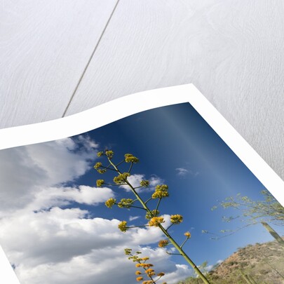 Agave in flower by Anonymous