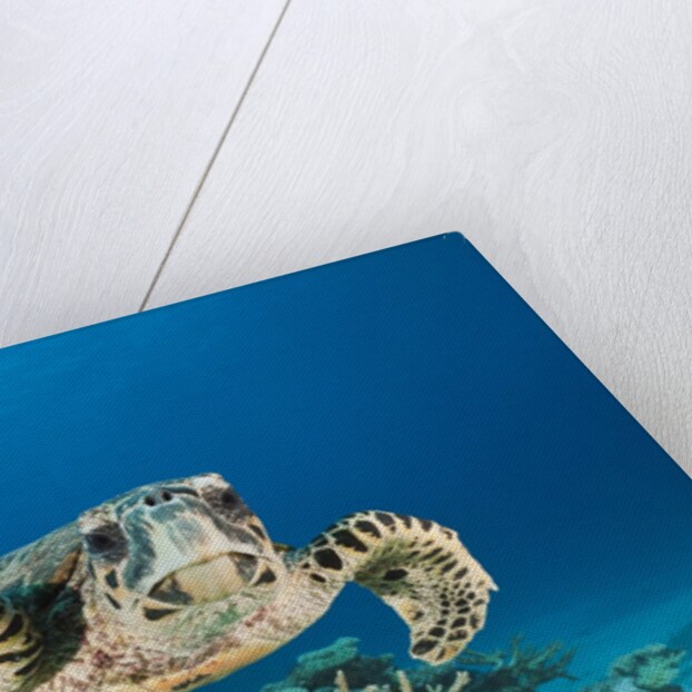 Hawksbill Turtle (Eretmochelys imbricata) by Anonymous