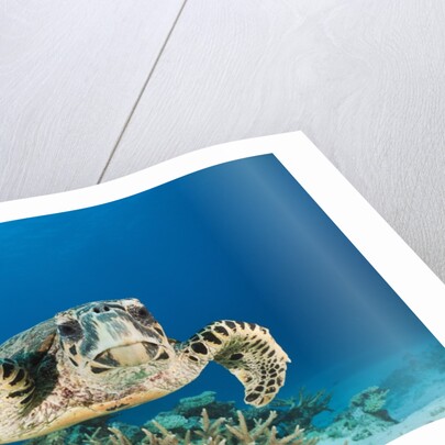 Hawksbill Turtle (Eretmochelys imbricata) by Anonymous