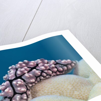 Warty Sea Slug (Phyllidiopsis krempfi) by Anonymous