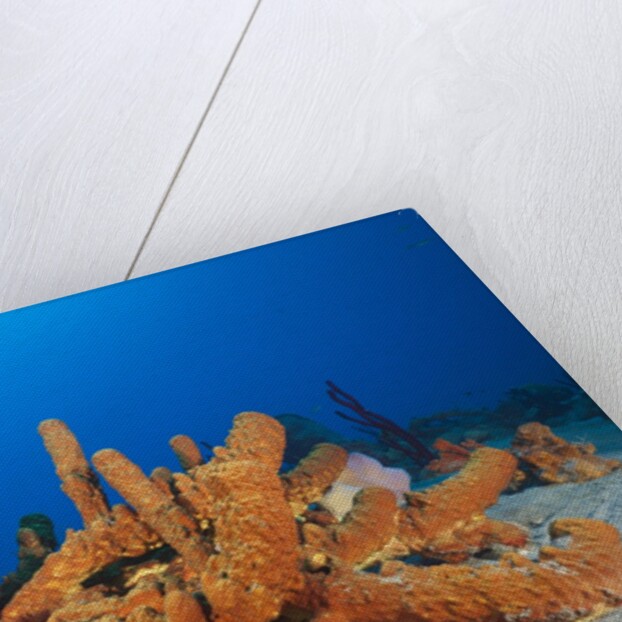Tube Sponges in Coral Reef by Anonymous