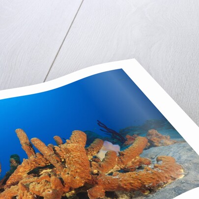 Tube Sponges in Coral Reef by Anonymous