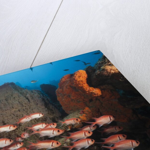 Soldierfish on Coral Reef by Anonymous