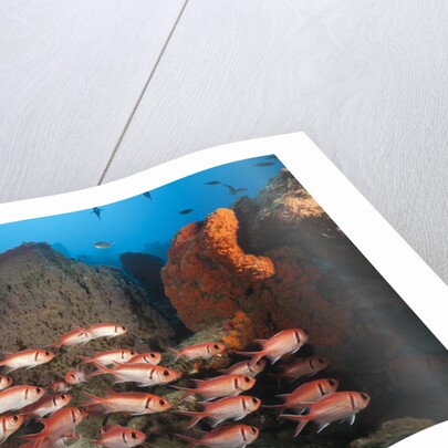 Soldierfish on Coral Reef by Anonymous