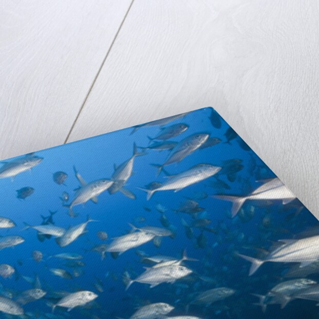 Bigeye Trevally (Caranx sexfasciatus) by Anonymous