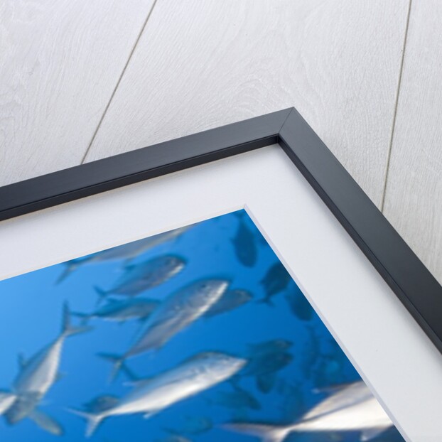 Bigeye Trevally (Caranx sexfasciatus) by Anonymous