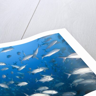 Bigeye Trevally (Caranx sexfasciatus) by Anonymous