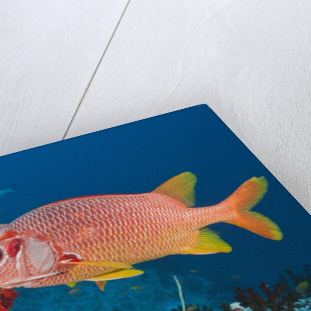 Longjawed Squirrelfish (Sargocentron spiniferum) by Anonymous
