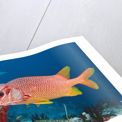 Longjawed Squirrelfish (Sargocentron spiniferum) by Anonymous