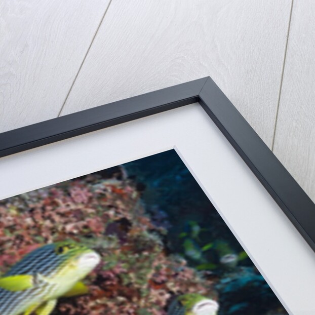 Oriental Sweetlips (Plectorhinchus vittatus) by Anonymous