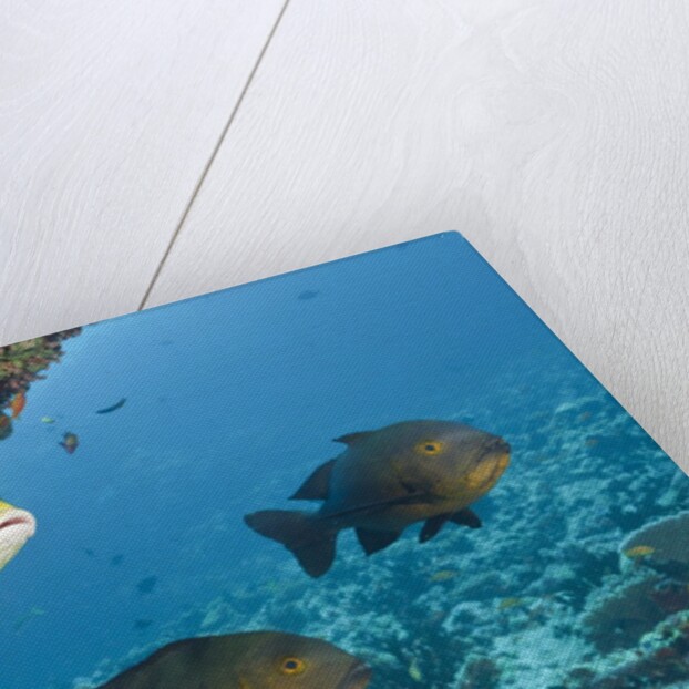 Snapper and Sweetlips in Coral Reef, Maldives by Anonymous