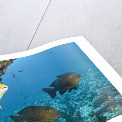 Snapper and Sweetlips in Coral Reef, Maldives by Anonymous
