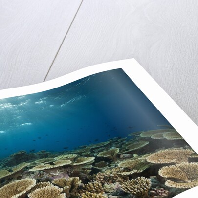 Table Corals (Acropora) by Anonymous
