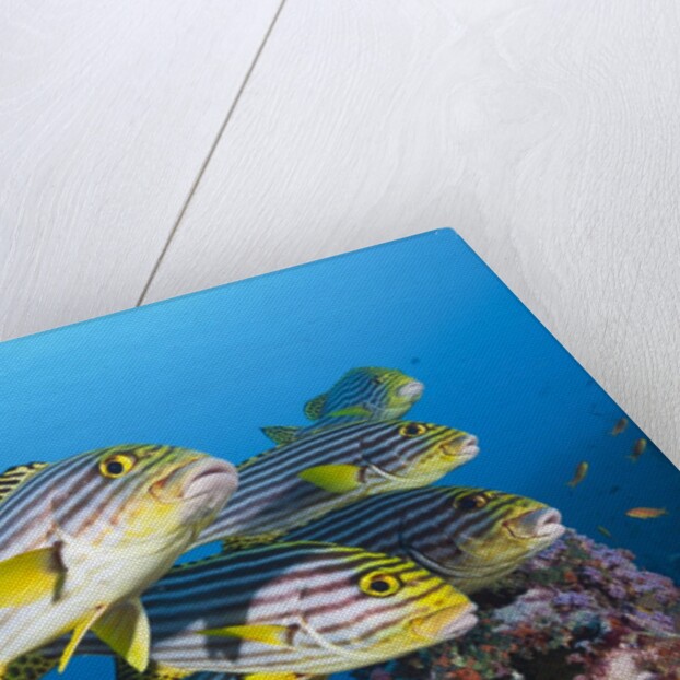 Oriental Sweetlips (Plectorhinchus vittatus) by Anonymous
