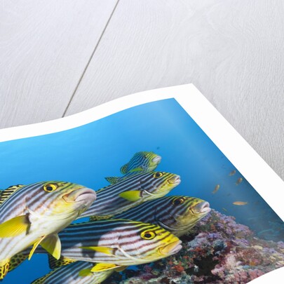 Oriental Sweetlips (Plectorhinchus vittatus) by Anonymous