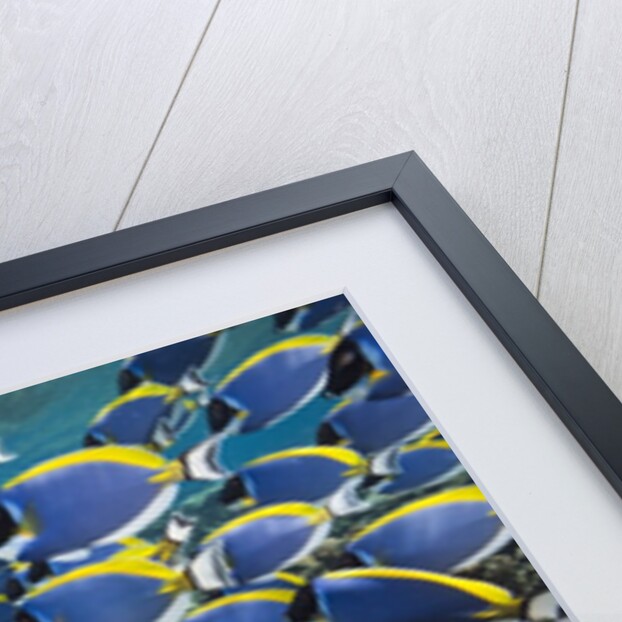 Powder Blue Tang (Acanthurus leucosternon) by Anonymous