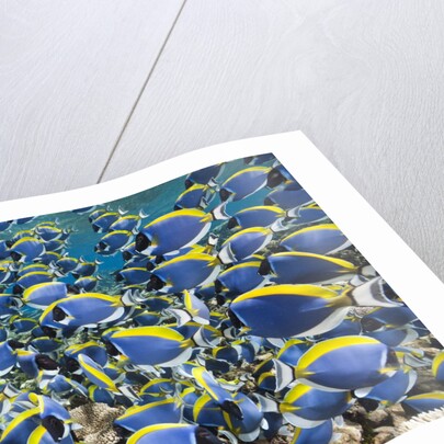 Powder Blue Tang (Acanthurus leucosternon) by Anonymous