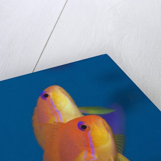 Lyretail Anthias (Pseudanthias squamipinnis) by Anonymous