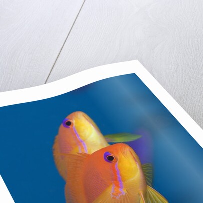 Lyretail Anthias (Pseudanthias squamipinnis) by Anonymous