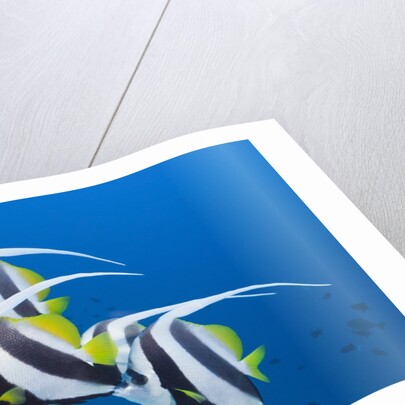 Pennant Bannerfish (Heniochus diphreutes) by Anonymous