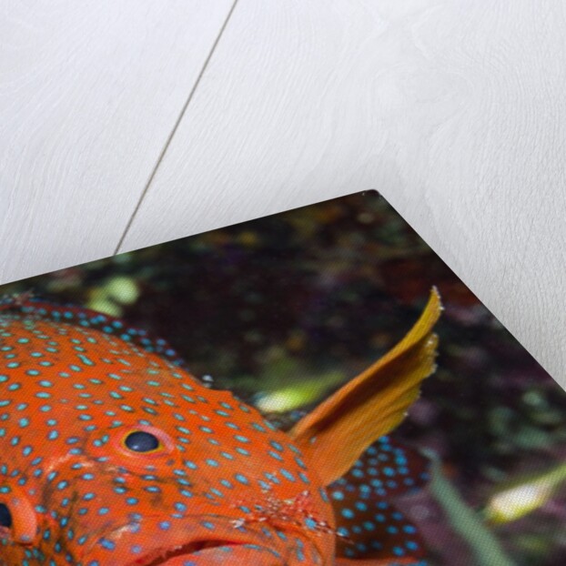 Coral Hind or Grouper (Cephalopholis miniata) by Anonymous