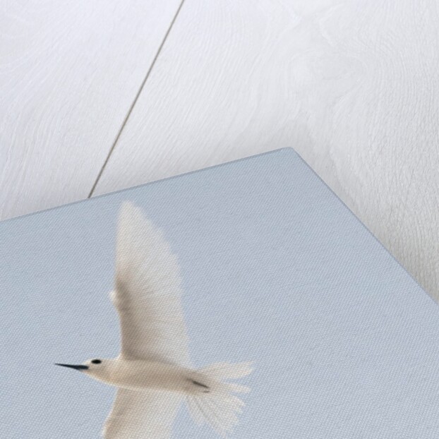 Common white-tern (Gygis alba) by Anonymous