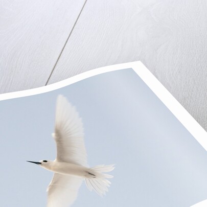 Common white-tern (Gygis alba) by Anonymous