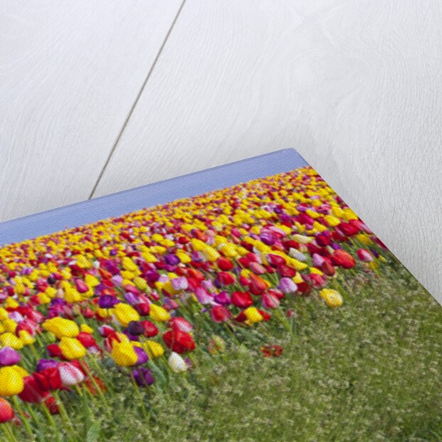 Tulip fields, Wooden Shoe Tulip Farm, Woodburn Oregon, United States by Anonymous