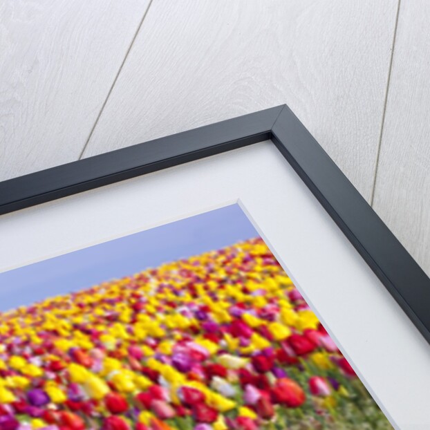 Tulip fields, Wooden Shoe Tulip Farm, Woodburn Oregon, United States by Anonymous