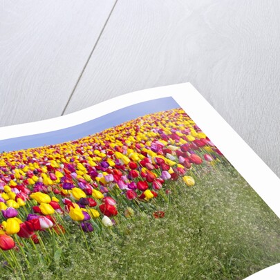 Tulip fields, Wooden Shoe Tulip Farm, Woodburn Oregon, United States by Anonymous