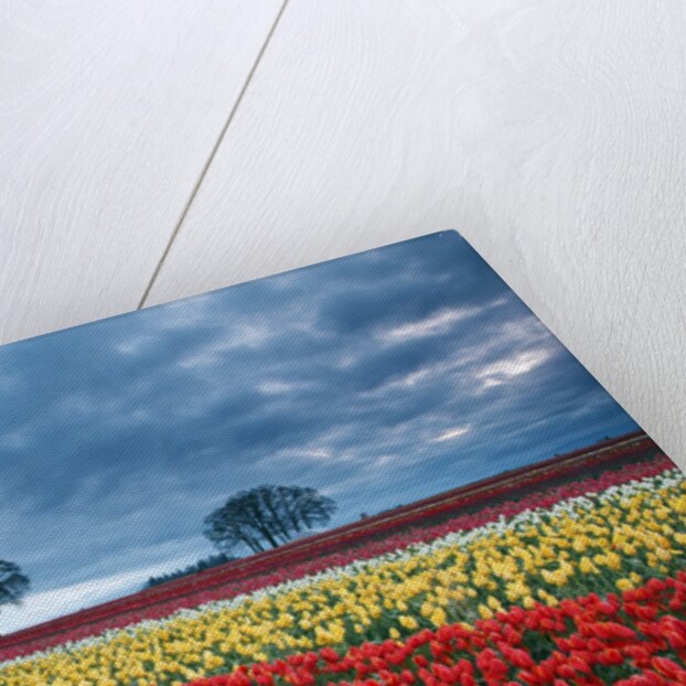 Sunrise over tulip field, Wooden Shoe Tulip Farm, Woodburn, Oregon by Anonymous