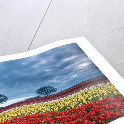 Sunrise over tulip field, Wooden Shoe Tulip Farm, Woodburn, Oregon by Anonymous