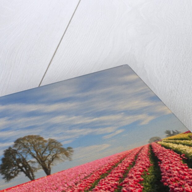 Sunrise over tulip field, Wooden Shoe Tulip Farm, Woodburn, Oregon by Anonymous