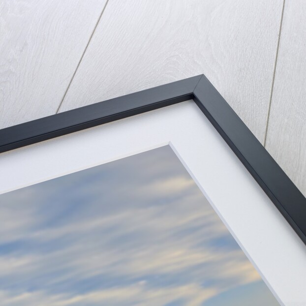 Sunrise over tulip field, Wooden Shoe Tulip Farm, Woodburn, Oregon by Anonymous