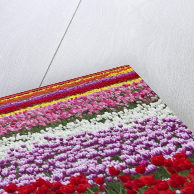 Tulip fields, Wooden Shoe Tulip Farm, Woodburn Oregon, United States by Anonymous