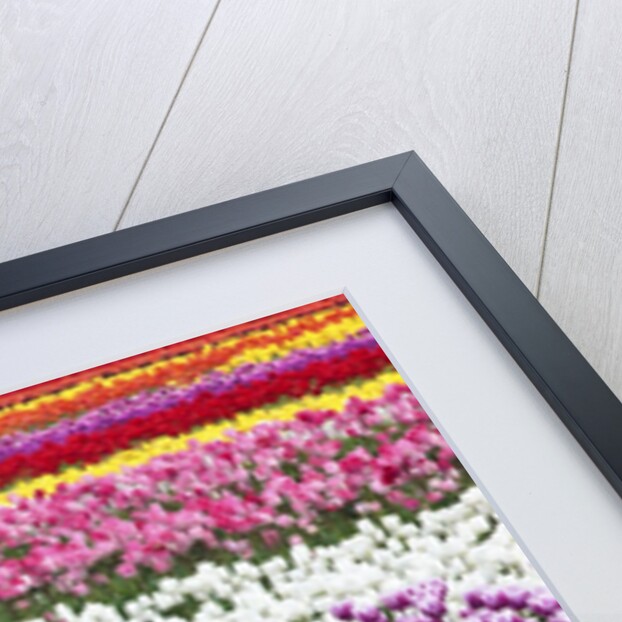 Tulip fields, Wooden Shoe Tulip Farm, Woodburn Oregon, United States by Anonymous