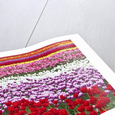 Tulip fields, Wooden Shoe Tulip Farm, Woodburn Oregon, United States by Anonymous