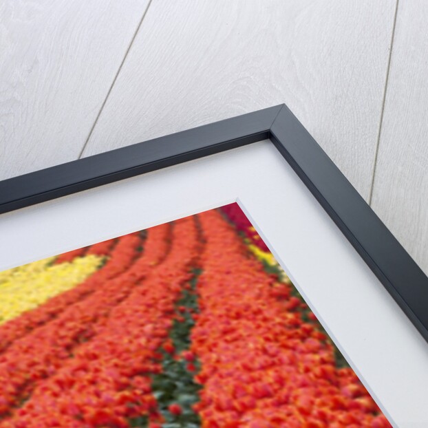 Tulip fields, Wooden Shoe Tulip Farm, Woodburn Oregon, United States by Anonymous