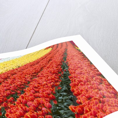 Tulip fields, Wooden Shoe Tulip Farm, Woodburn Oregon, United States by Anonymous