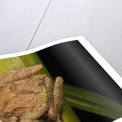 Frog (Scinax boulengeri) by Anonymous