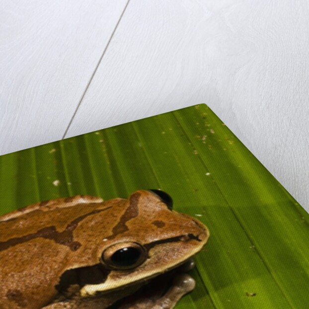 Frog (Smilisca phaeota) by Anonymous