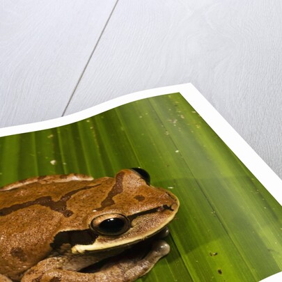 Frog (Smilisca phaeota) by Anonymous
