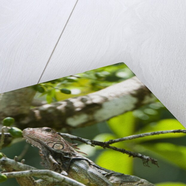 Green Iguana (Iguana iguana) by Anonymous