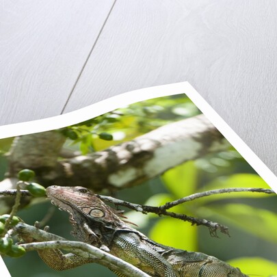Green Iguana (Iguana iguana) by Anonymous