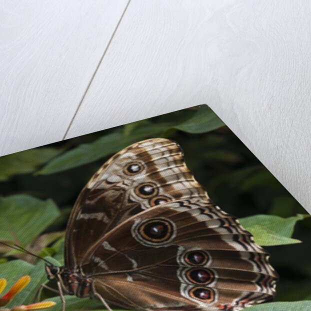 Peleides Blue Morpho (Morpho peleides limpida) by Anonymous
